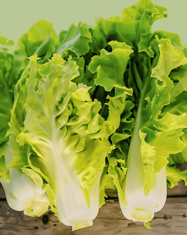 Endive Seeds Organic Cichorium Endivia Annual Blonde Coeur Plein
