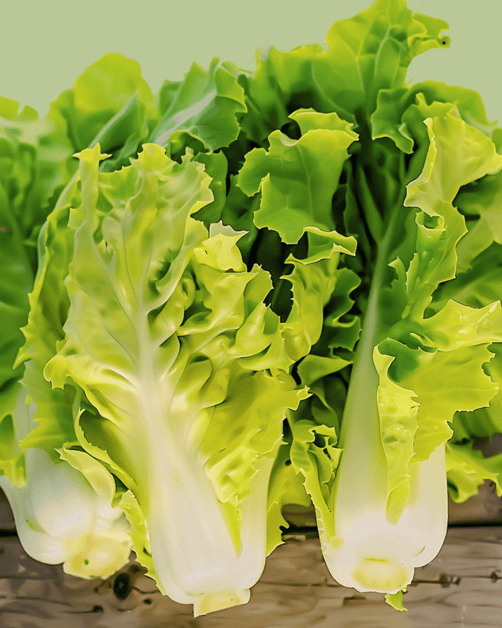 Endive Blonde Coeur Plein seeds (Cichorium endivia) – organic annual vegetable