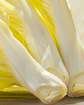Chicory Brussels Seeds Organic Cichorium Intybus Biennial Vegetable