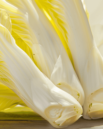 Chicory Brussels Samen (Cichorium intybus) – zweijähriges Bio-Gemüse