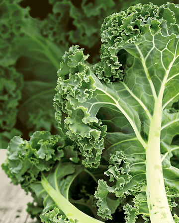 Grünkohl Westland Autumn Samen (Brassica oleracea) – einjähriges Bio-Gemüse