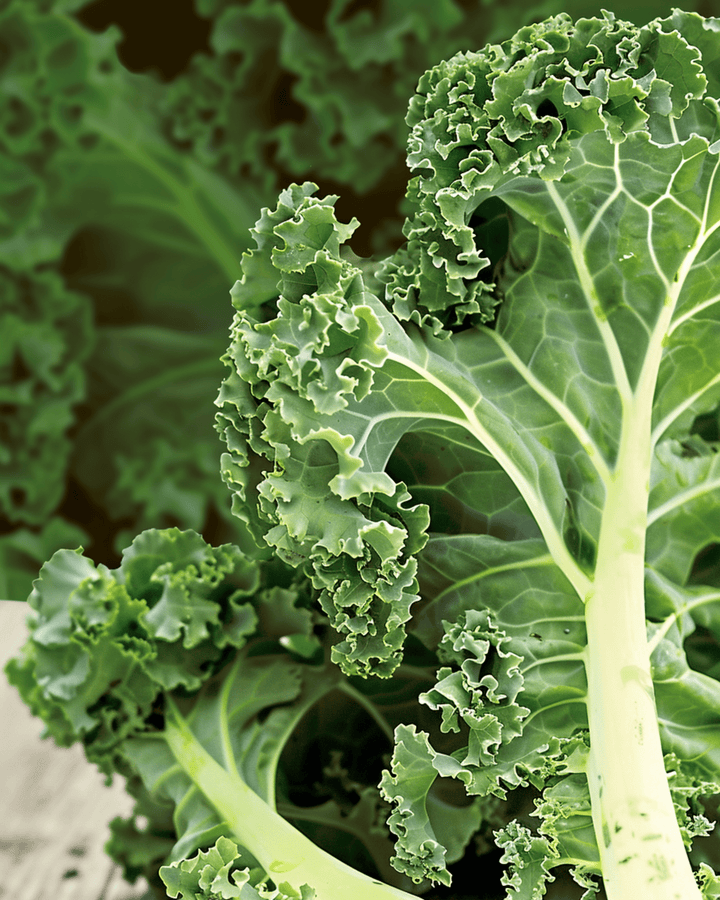 Grünkohl Westland Autumn Samen (Brassica oleracea) – einjähriges Bio-Gemüse