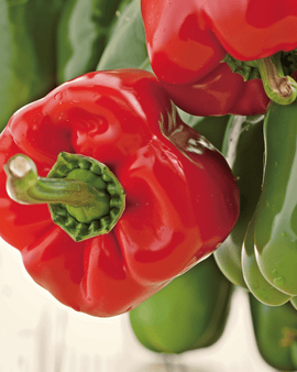 Paprikasamen California Wonder Bio Capsicum Annuum einjährig