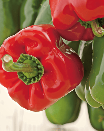 Paprika California Wonder Samen (Capsicum annuum) – einjähriges Bio-Gemüse