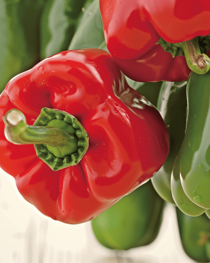 Paprika California Wonder Samen (Capsicum annuum) – einjähriges Bio-Gemüse