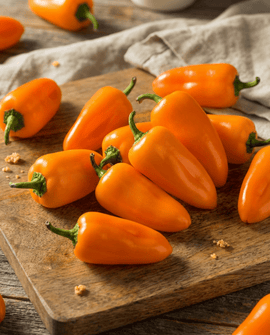 Sweet Snacking Pepper Seeds Organic Capsicum Annuum Annual Flynn Variety