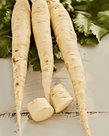 Parsnip Guernsey seeds (Pastinaca sativa) – organic annual vegetable