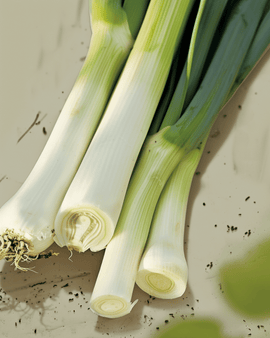 Leek De Carentan 2 Seeds Organic Allium Porrum Annual