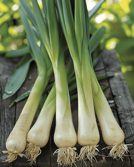 Lauchsamen Bio Allium Porrum Hannibal einjährige Sorte