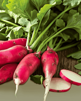 Radish French Breakfast Seeds Organic Raphanus Sativus Annual