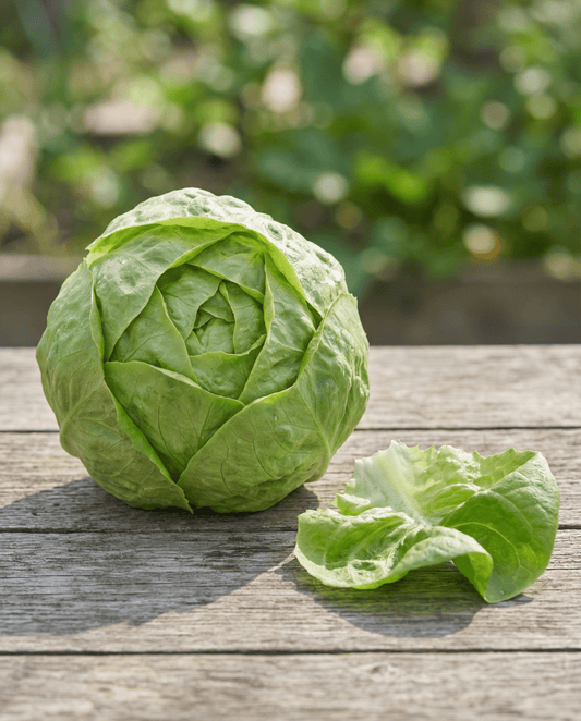 Lettuce Hilde Ii (Lactuca sativa) – organic annual vegetable seeds from SeedsChoice
