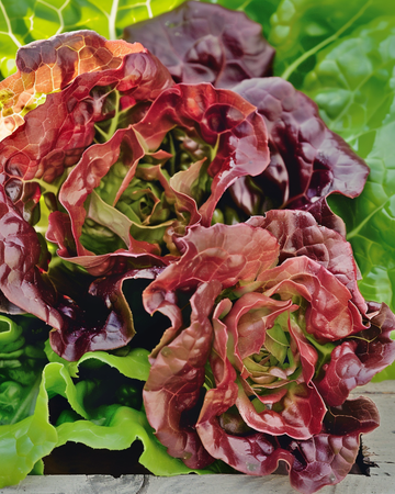 Lettuce Wonder Der Vier Jaargetijden seeds (Lactuca sativa) – organic annual vegetable