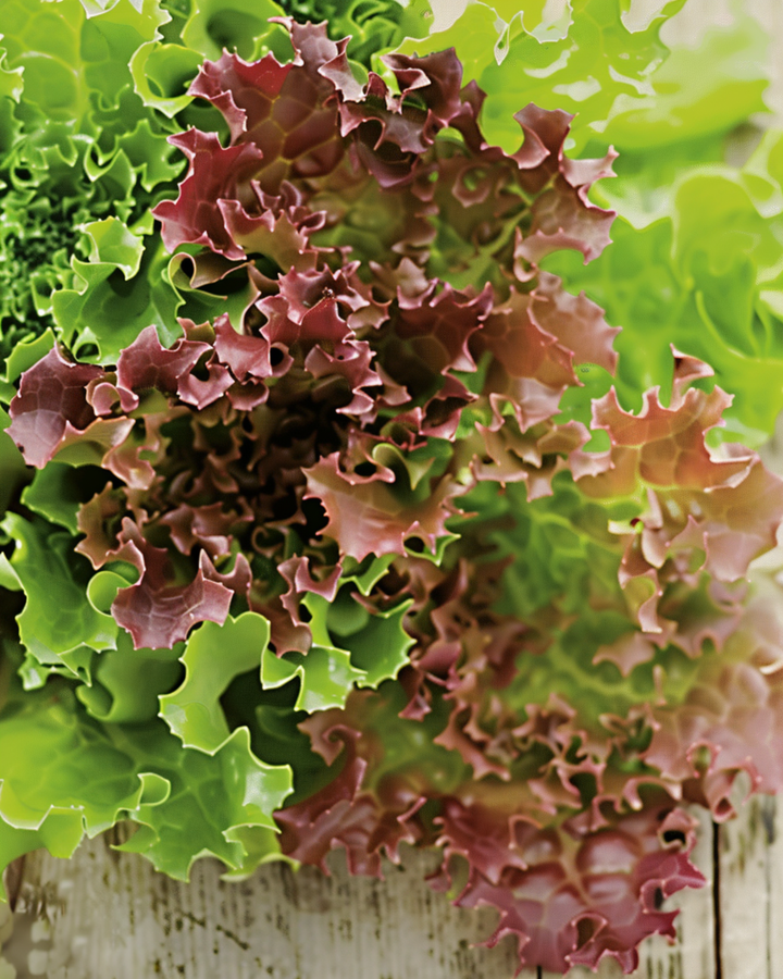 Curly Lettuce Lollo Rossa seeds (Lactuca sativa) – organic annual vegetable