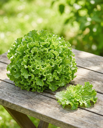 Leaf Lettuce Salad Bowl Green (Lactuca sativa) – organic annual vegetable seeds from SeedsChoice