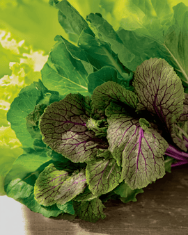 Mesclun Mixture Seeds Organic Brassica Juncea Annual