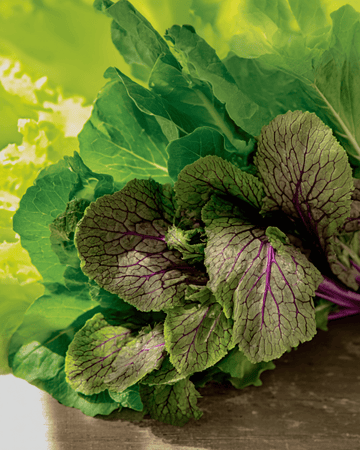 Mesclun Samen (Brassica juncea) – Bio-Saatgut einjährige Mischung