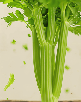 Celery Seeds Organic Tall Utah 52 70 Apium Graveolens Annual