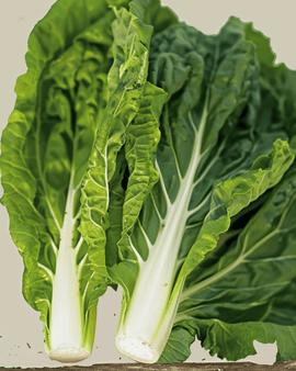 Mangoldsamen Bio Beta Vulgaris White Silver 2 einjährig