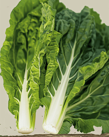 Swiss Chard White Silver 2 seeds (Beta vulgaris) – organic annual vegetable