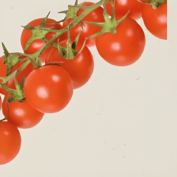 Cherry Tomato Cerise Samen (Solanum lycopersicum) – einjähriges Bio-Gemüse