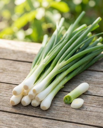 Lauchzwiebel White Lisbon (Allium cepa) – einjährige Bio-Gemüsesamen von SeedsChoice
