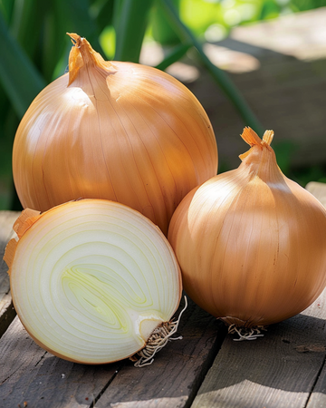 Zwiebel Rijnsburger 5 Samen (Allium cepa) – einjähriges Bio-Gemüse