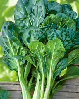 Tatsoi Seeds Organic Brassica Rapa Annual Vegetable Pak Choi Variant