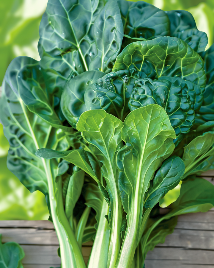 Tatsoi Pak Choi Samen (Brassica rapa) – Bio-Gemüse einjährig