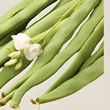 Runner Bean Emergo Samen (Phaseolus coccineus) – Bio-Saatgut, einjähriges Gemüse