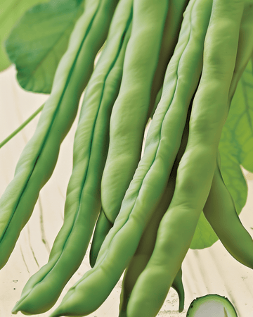 Stangenbohne Neckarkönigin Samen (Phaseolus vulgaris) – Bio-Saatgut einjähriges Gemüse