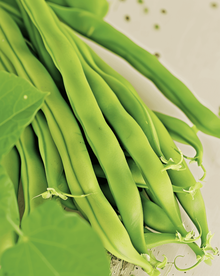 Buschbohne Maxi Samen (Phaseolus vulgaris) – einjähriges Bio-Gemüse