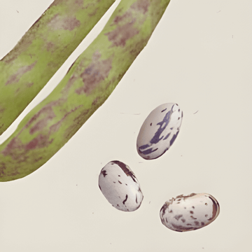 Trockenbohne Stamkievit Samen (Phaseolus vulgaris) – einjähriges Bio-Gemüse