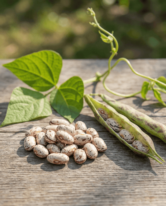 Trockenbohne Stamkievit (Phaseolus vulgaris) – Bio-Saatgut, einjähriges Gemüse von SeedsChoice