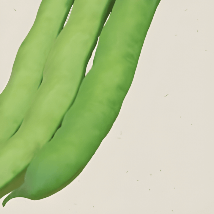 Broad Bean Witkiem seeds (Vicia faba) – organic annual vegetable