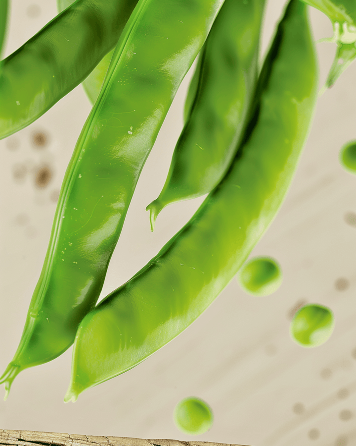 Sugar Pea Norli seeds (Pisum sativum) – organic annual vegetable