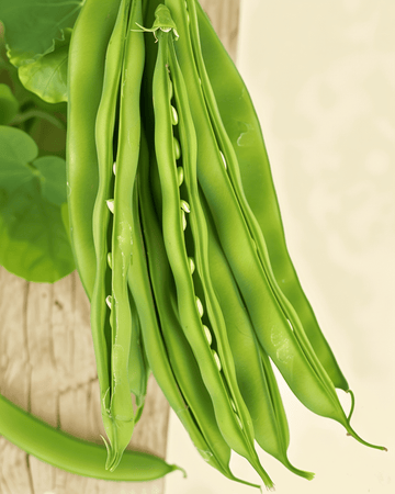 Buschbohne Maxi Samen (Phaseolus vulgaris) – einjähriges Bio-Gemüse