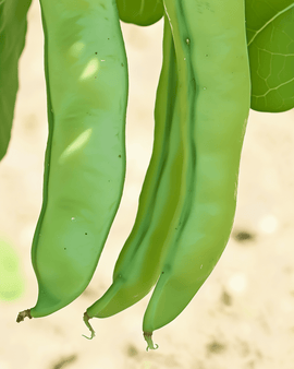 Ackerbohnensamen Bio Vicia Faba einjährig Witkiem-Sorte 50g