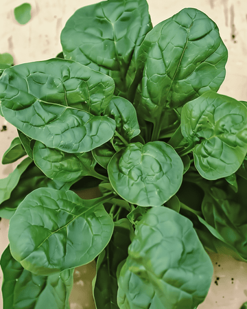 Spinach Viroflex 50g seeds (Spinacia oleracea) – organic annual vegetable