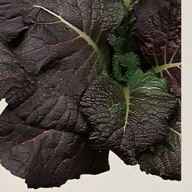 Senf Red Giant Samen bio Brassica Juncea einjähriges Kraut