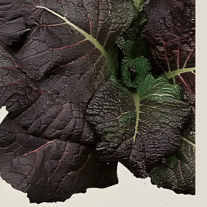 Senf Red Giant Samen (Brassica juncea) – einjähriges Bio-Kraut