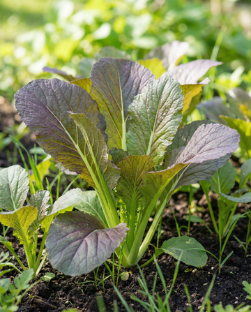 Mustard Red Giant (Brassica juncea) – organic annual herb seeds from SeedsChoice