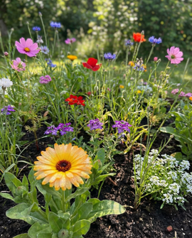 Flowers For Butterflies Seeds Organic Annual Mix