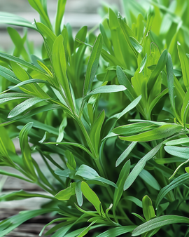 Tarragon Seeds Artemisia Dracunculus Perennial Herb