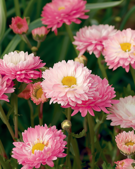 Helipterum Seeds Helipterum Roseum Annual Double Mixed
