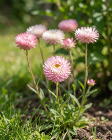 Double Mixed (Helipterum roseum) – annual mix seeds from SeedsChoice