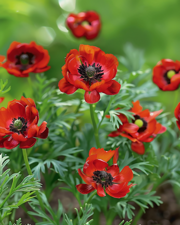 Adonisröschen Samen (Adonis aestivalis) – einjährige Blume