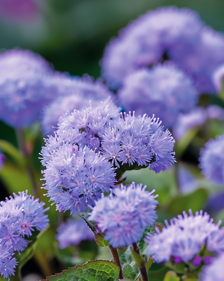 Leberbalsam Blue Mink Samen (Ageratum houstonianum) – einjährige Blume