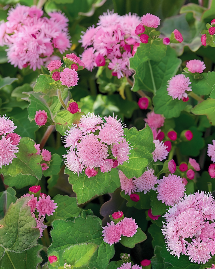 Leberbalsam Pink Ball Samen (Ageratum houstonianum) – einjährige Blume
