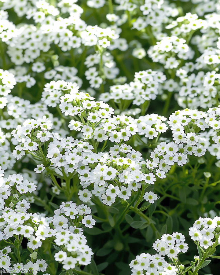 Alyssum Snowcloth Samen (Lobularia maritima) – einjährig