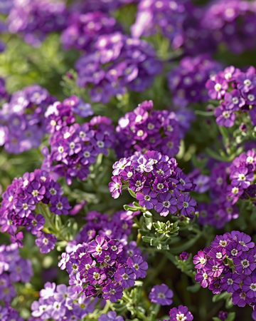 Steinkraut Royal Carpet Samen (Lobularia maritima) – einjährige Blume